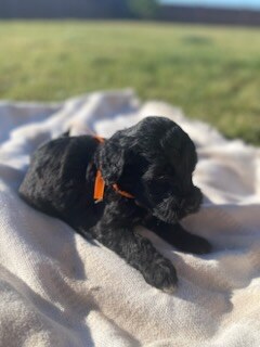 cora-orange1