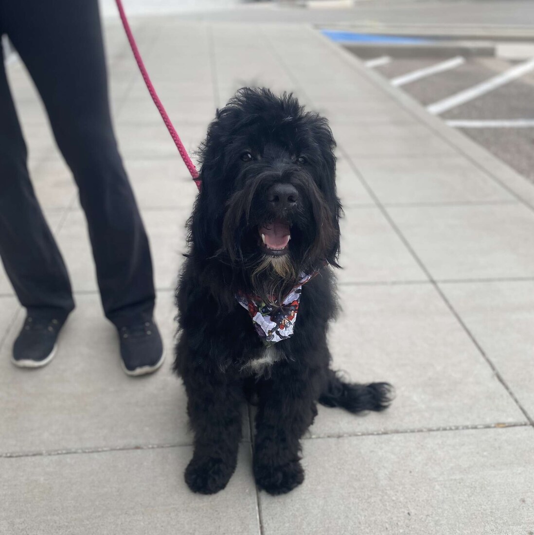 Mr. Lorenzo (AKC)