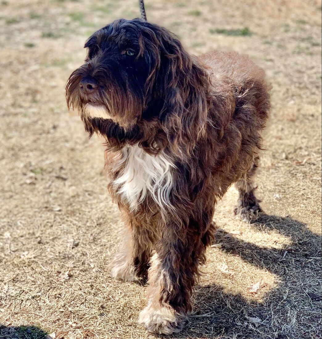 Miss Cora (AKC)