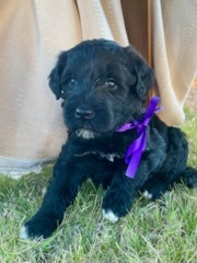 Cora's Girl 3, Black [Purple] - "Ella"