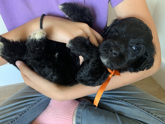 Cora's Boy 1, Black [Orange] - "Frank"