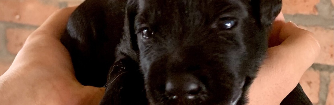 cora-portuguesepuppies-6