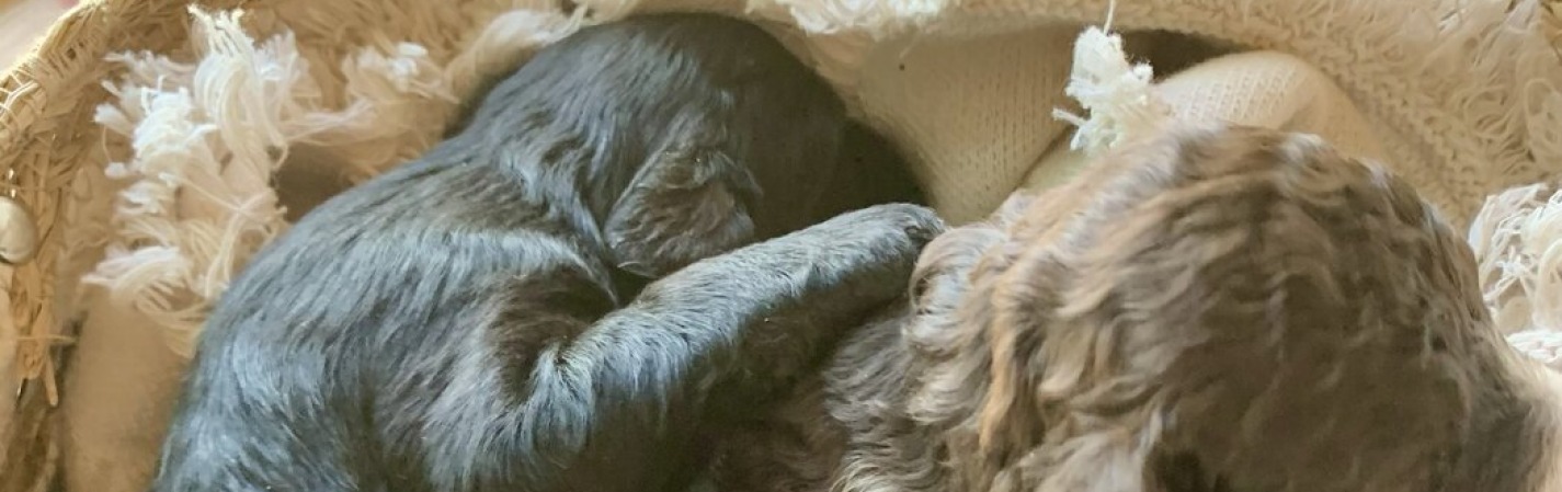 cora-portuguesepuppies-1