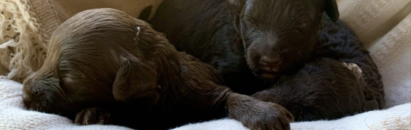 cora-portuguesepuppies-4