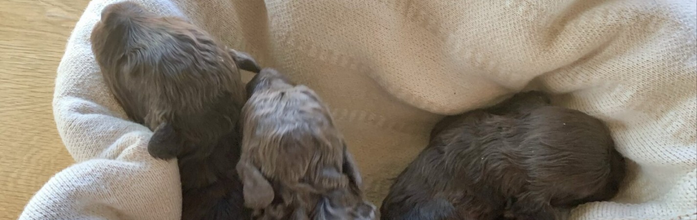 cora-portuguesepuppies-7