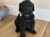 Cora's Boy 2, Black [White] - "Louie"