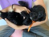 Cora's Boy 1, Black [Orange] - "Frank"
